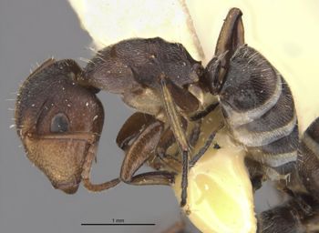 Media type: image;   Entomology 21547 Aspect: habitus lateral view